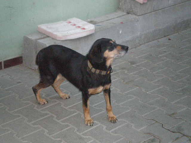 nalezená fenka nalezená fenka